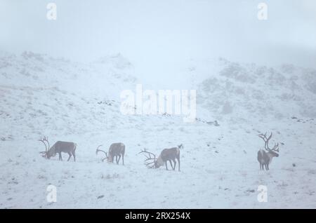 Rentier (Rangifer tarandus) in schneebedeckter Tundra (Alaskan Caribou), Bull Caribbean stehend in schneebedeckter Tundra (Porcupine Caribou) (Zuschüsse Stockfoto