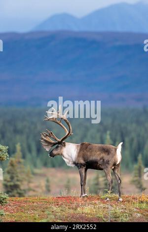 Rentier (Rangifer tarandus) mit Samtgeweih, das sich in der herbstlichen Tundra (Alaskan Caribou) ausdehnt, Bull Caribou mit Samtgeweih Stockfoto