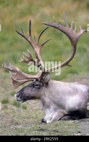 Rentier (Rangifer tarandus) in der Tundra (Alaskan Caribou), Bull Caribou in der Tundra (Porcupine Caribou) (Granti) Stockfoto