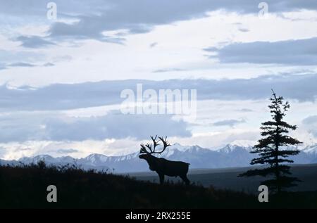 Rentier (Rangifer tarandus) vor dem Alaska-Gebirge (Alaska caribou), Bull Caribou vor dem Alaska-Gebirge (Grants) Stockfoto