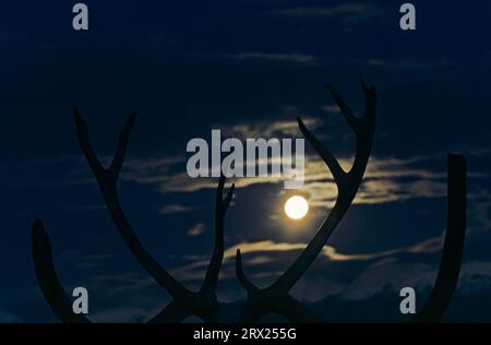 Schädel eines alaskischen Rentiers (Rangifer tarandus) im Mondlicht, Schädel eines Bullen Caribou im Mondlicht (Porcupine Caribou) (Granti) Stockfoto