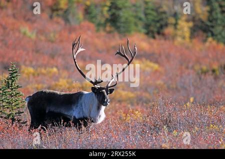 Rentier (Rangifer tarandus) in der herbstlichen Tundra (Alaskan Caribou), Bull Caribou in der herbstlichen Tundra (Porcupine Caribou) Stockfoto