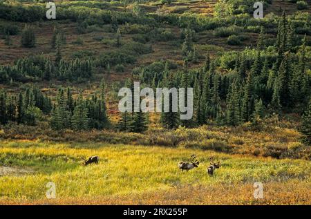 Rentiere (Rangifer tarandus) in der herbstlichen Tundra (Alaskan Caribou), Bullen-Karibus in der herbstlichen Tundra (Porcupine Caribou) (Zuschüsse) Stockfoto