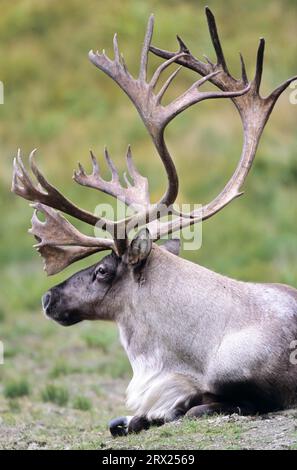 Rentier (Rangifer tarandus) in der Tundra (Alaskan Caribou), Bull Caribou in der Tundra (Porcupine Caribou) (Granti) Stockfoto