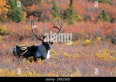 Rentier (Rangifer tarandus) in der herbstlichen Tundra (Alaskan Caribou), Bull Caribou in der herbstlichen Tundra (Porcupine Caribou) Stockfoto