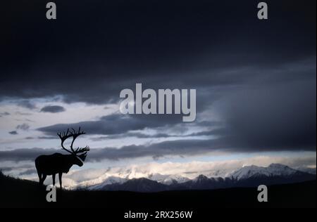 Rentier (Rangifer tarandus) vor dem Alaska-Gebirge (Alaska caribou), Bull Caribou vor dem Alaska-Gebirge (Grants) Stockfoto