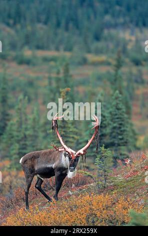 Rentier (Rangifer tarandus) mit Samtfetzen auf seinem Geweih in der herbstlichen Tundra (Alaskan Caribou), Bull Caribou mit Samtrückständen Stockfoto