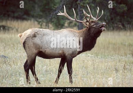 Amerikanischer Elch (Cervus canadensis), der in einer Waldwiese in der Furche flattert (Wapiti-Hirsch), Stierelch, der in der Furche duftet (amerikanischer Elch) (Rocky Stockfoto