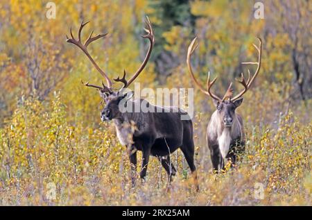 Rentier (Rangifer tarandus) in der herbstlichen Tundra (Alaskan Caribou), Bulle Caribbean in der herbstlichen Tundra (Porcupine Caribou) Stockfoto