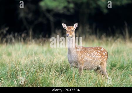 Unterart: Japanisches sika-Hirsch (Cervus nippon) Unterart: Japanische Sika-Hirsche auf einer Waldwiese (Fleckhirsch) (Japanisches Hirsch) (nippon) Stockfoto