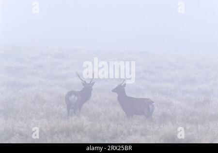 Unterart: Japanische sika-Hirsche (japanische Hirsche), Unterart: Japanische Sika-Hirsche (Cervus nippon) Hirsche im Morgennebel (Japanische Hirsche) Stockfoto