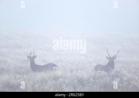 Unterart: Japanische sika-Hirsche (japanische Hirsche), Unterart: Japanische Sika-Hirsche (Cervus nippon) Hirsche im Morgennebel (Japanische Hirsche) Stockfoto