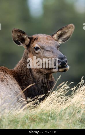 Kuhelch in der Furche in einer Waldwiese (Wapiti (Cervus canadensis) Hirsch), Kuhelch in der Furche in einer Waldwiese (amerikanischer Elch) (Rocky) Stockfoto