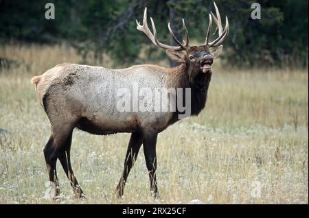 Amerikanischer Elch (Cervus canadensis), der in einer Waldwiese in der Furche flattert (Wapiti-Hirsch), Stierelch, der in der Furche duftet (amerikanischer Elch) (Rocky Stockfoto