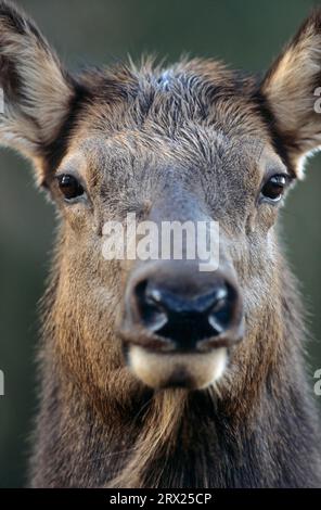 Porträt eines Kuhelks (Wapiti (Cervus canadensis), Kuhelch im Porträt (amerikanischer Elch) (Rocky Mountain Elk) Stockfoto