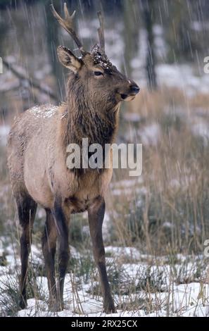 Amerikanischer Elch (Cervus canadensis) im Schneeblasen (Wapiti Deer), Elch im Schneeblasen (amerikanischer Elch) (Rocky Mountain Elk) Stockfoto