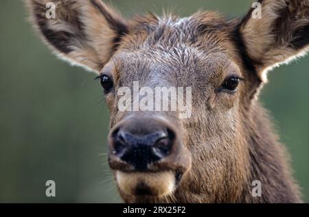 Porträt eines Kuhelks (Wapiti (Cervus canadensis), Kuhelch im Porträt (amerikanischer Elch) (Rocky Mountain Elk) Stockfoto