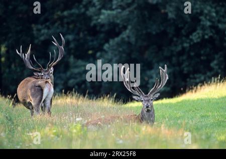 Rotwild (Cervus elaphus) im Spätsommer, Rotwild im Spätsommer Stockfoto