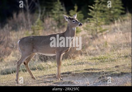 Weißschwanzhirsch (Odocoileus virginianus) mit samtbedecktem Geweih im frühen Frühjahr (Virginia Deer) (Whitetail) Stockfoto