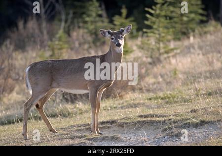 Weißschwanzhirsch (Odocoileus virginianus) mit samtbedecktem Geweih im frühen Frühjahr (Virginia Deer) (Whitetail) Stockfoto