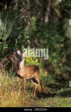 Weißschwanzhirsch (Odocoileus virginianus) Weibchen, die auf einem Weg im Dschungel stehen (Virginia Deer), Weißschwanzhirsch, die auf einem Weg im Dschungel stehen Stockfoto