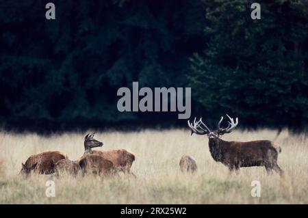 Rothirsch (Cervus elaphus) zwischen Hintern und Kälbern stehend (Krondyr), Rothirsch zwischen Hintern und Kälbern duftend Stockfoto