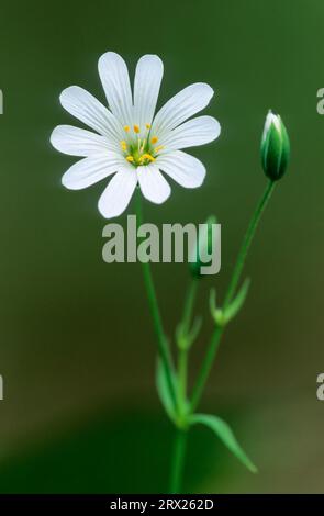 Die Magermaische (Stellaria holostea) ist eine wichtige Nahrungspflanze für viele Mottenarten (Addersmeat). Stockfoto