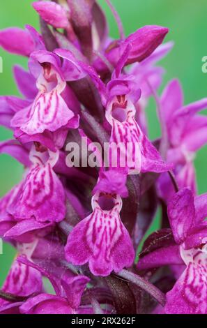 Westliche Sumpforchidee (Dactylorhiza majalis) besiedelt Sumpfwiesen und karge Auenwälder, westliche Sumpforchidee ist eine terrestrische Eurasische Stockfoto