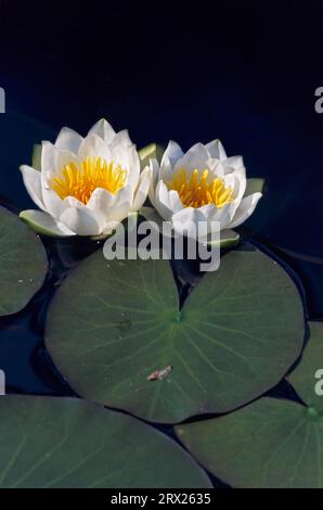 Zwerg-Seerose (Nymphaea) wächst in der schwimmenden Blattzone der Ufergebiete in Tiefen von 30 bis 150 cm (Glaenzende Seerose), Zwerg-Seerose wächst Stockfoto