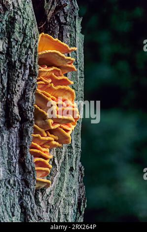 Schwefelpolypore (Laetiporus sulphureus) ist im juvenilen Stadium essbar (Common Sulphur Polypore), Schwefelpolypore in juveniler Form essbar (Huhn) Stockfoto