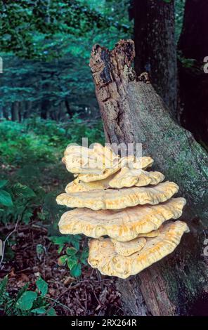 Schwefelpolypore (Laetiporus sulphureus) ist im juvenilen Stadium essbar (Common Sulphur Polypore), Schwefelpolypore in juveniler Form essbar (Huhn) Stockfoto