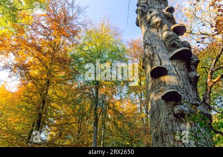 Tinder-Pilz (Fomes fomentarius) am Stamm einer Europäischen Buche im Herbst (echter Zunderschwamm), Tinder Bracket am Stamm einer Europäischen Buche Stockfoto