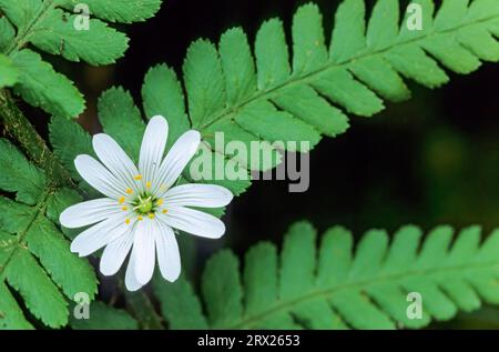 Die Magermaische (Stellaria holostea) ist eine wichtige Nahrungspflanze für viele Mottenarten (Addersmeat). Stockfoto