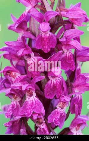 Westliche Sumpforchidee (Dactylorhiza majalis) besiedelt Sumpfwiesen und karge Auenwälder, westliche Sumpforchidee ist eine terrestrische Eurasische Stockfoto