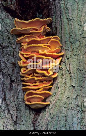 Schwefelpolypore (Laetiporus sulphureus) ist im juvenilen Stadium essbar (Common Sulphur Polypore), Schwefelpolypore in juveniler Form essbar (Huhn) Stockfoto