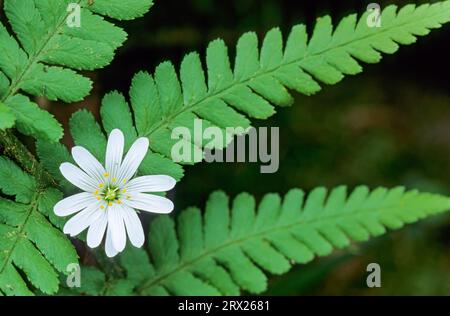 Die Magermaische (Stellaria holostea) ist eine wichtige Nahrungspflanze für viele Mottenarten (Addersmeat). Stockfoto