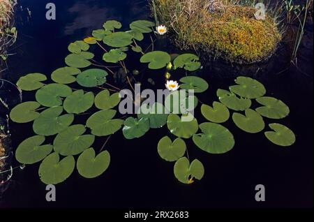 Zwerg-Seerose (Nymphaea) wächst in der schwimmenden Blattzone der Ufergebiete in Tiefen von 30 bis 150 cm (Glaenzende Seerose), Zwerg-Seerose wächst Stockfoto