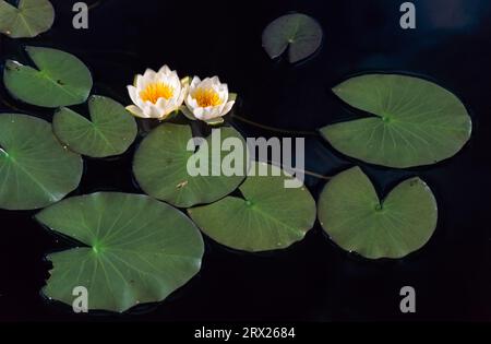 Zwerg-Seerose (Nymphaea) wächst in der schwimmenden Blattzone der Ufergebiete in Tiefen von 30 bis 150 cm (Glaenzende Seerose), Zwerg-Seerose wächst Stockfoto