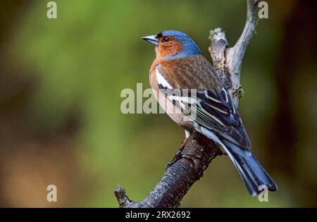 Gewöhnlicher Buchsbaum (Fringilla coelebs) männlicher Erwachsener im Zuchtgefieder sitzt auf einem Ast, gewöhnlicher Buchsbaum erwachsener männlicher im Zuchtgefieder sitzt auf einem Stockfoto