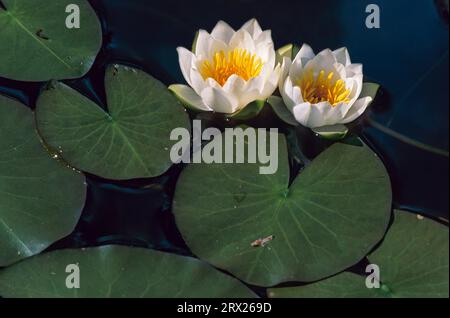 Zwerg-Seerose (Nymphaea) wächst in der schwimmenden Blattzone der Ufergebiete in Tiefen von 30 bis 150 cm (Glaenzende Seerose), Zwerg-Seerose wächst Stockfoto