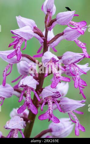 Orchis militaris (Soldier Orchid) als Kalkpflanze wächst die Art gerne auf kalkhaltigen Böden (Soldier Orchid), die MilitärOrchidee ist extrem Stockfoto