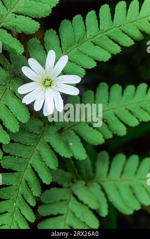 Die Magermaische (Stellaria holostea) ist eine wichtige Nahrungspflanze für viele Mottenarten (Addersmeat). Stockfoto