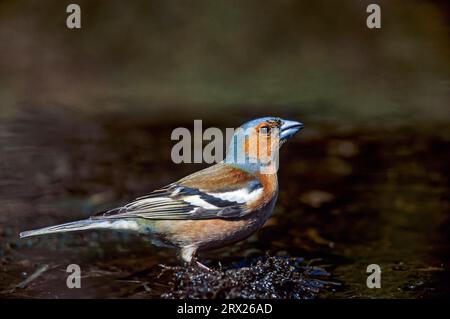 Affinte (Fringilla coelebs) ausgewachsener Rüde im Zuchtgefieder trinkt Wasser aus einer Pfütze (Chaffinch) Stockfoto