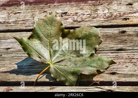 Blatt auf Holztisch Stockfoto