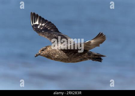 Falkland Skua, Catharacta antarctica, Erwachsener Vogel im Flug Falklandinseln Januar Stockfoto