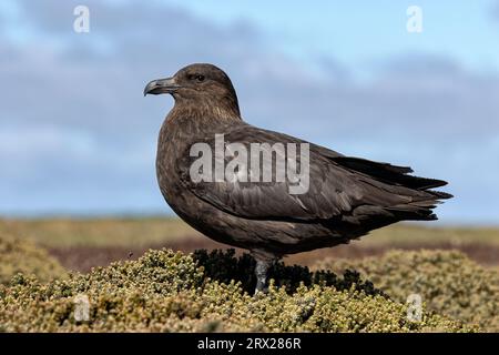 Falkland Skua, Catharacta antarctica, Erwachsener Vogel Falklandinseln November Stockfoto