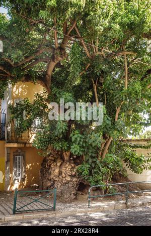 Ein riesiger Ombú-Baum (Phytolacca dioica, Bela Sombra, Elefantenbaum) blockiert fast den Bürgersteig in der Nähe der Kathedrale im Lissabonner Stadtteil Alfama (Portugal) Stockfoto