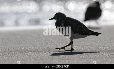 Turnstone, Ruddy Turnstone, Arenaria interpres Erwachsene Brutgefieder Vögel zu Fuß an einem Strand Norfolk April Stockfoto