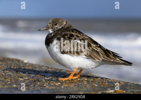 Turnstone, Ruddy Turnstone, Arenaria interpres, ein ausgewachsener, nicht brütender Gefiedervogel stand auf einer Norfolk-Seemauer Norfolk March Stockfoto