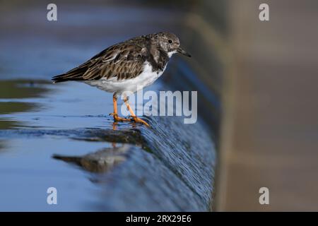 Turnstone, Ruddy Turnstone, Arenaria interpres, ein ausgewachsener, nicht brütender Gefieder stand auf einer nassen Norfolk-Seebrücke Norfolk March Stockfoto